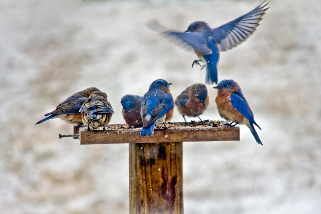 Bluebirds Nest 10 Min To Avl Biltmore Hot Tub Cont Bkfst Sparkling Water Asheville Ngoại thất bức ảnh
